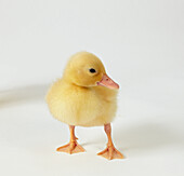 Call duckling