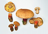 Scarlet-stemmed bolete mushroom