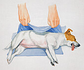Dog resting, illustration