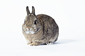 Netherland dwarf rabbit
