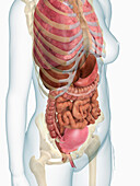 Pregnant woman's body at 4 months, illustration