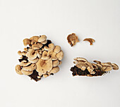 Cluster of false oyster mushrooms