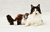 Long-haired black and white cat lying down