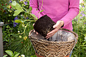 Planting hanging basket of strawberry plants