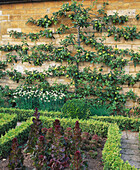 Apple tree against wall in formal garden
