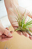 Attaching garden twine to an airplant