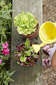Girl watering lettuce plant