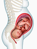 Foetus in womb at 8 months, illustration