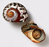South African turban shell