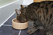 Tabby cat eating from ceramic bowl