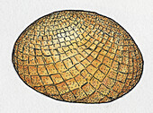 Acanthochitona fossil