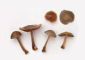 Serrated bonnet mushroom