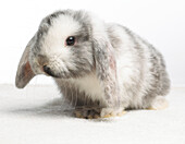 Young dwarf lop rabbit