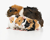 Mother and baby Abyssinian guinea pigs