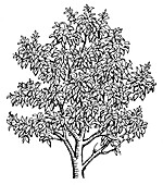 Avocado tree (Persea americana), illustration