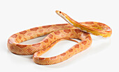 Sunglow corn snake