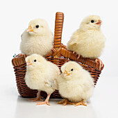 Four yellow chicks in basket