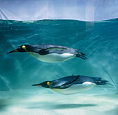 Pair of king penguins swimming