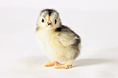 Dutch cross pekin chick