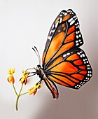 Model of monarch butterfly feeding on toxic milkweed plant
