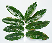 Andiroba (Carapa guianensis) leaves