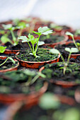 Celery 'Martine' seedlings in pots