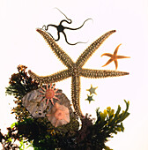 Selection of starfish