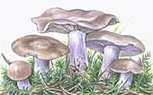 Wood blewit mushrooms in moss