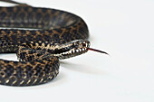 Adder