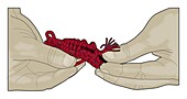 Hand holding man-made red hank cordage, illustration