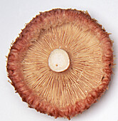 Underside of woolly milk cap mushroom