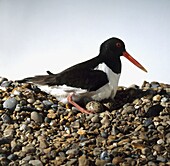 Oystercatcher sitting on its eggs laid amongst pebbles