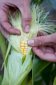 Piercing sweetcorn kernel with fingernail