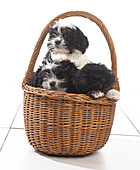 Three black and white puppies sitting in wicker basket