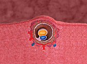 Embryo at 13 days, illustration