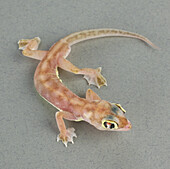 Web-footed gecko