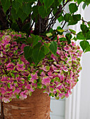 Hydrangea and birch vase