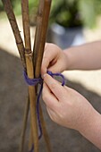 Hands tying four canes together to make wigwam structure