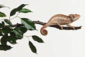 Madagascan chameleon