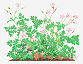 Herb Robert (Geranium robertianum), illustration