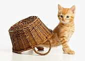Kitten sneaking out from under a wicker basket