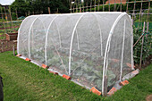 Protection for plants in allotment