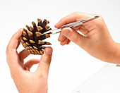 Removing seed from pine cone scale