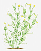 Yellow vetchling (Lathyrus aphaca), illustration