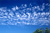 Lacunosus variety of cirrus clouds in a deep blue sky