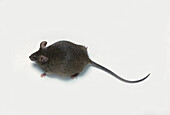 Pregnant house mouse
