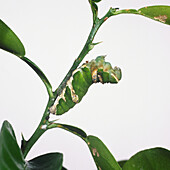 Caterpillar of the citrus swallowtail on branch