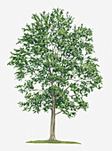 Balsam poplar (Populus balsamifera), illustration