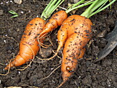 Forked carrots