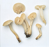 Snowy wax-cap mushrooms